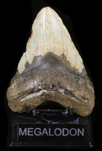 Bargain Megalodon Tooth - North Carolina #40246